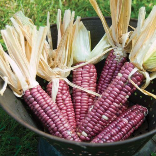 The Preservation of Strawberry Corn